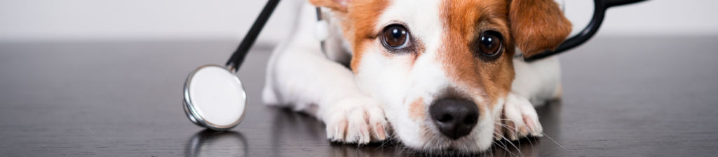 The veterinary clinic