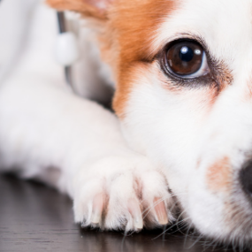 Dyrlægen i Nærheden