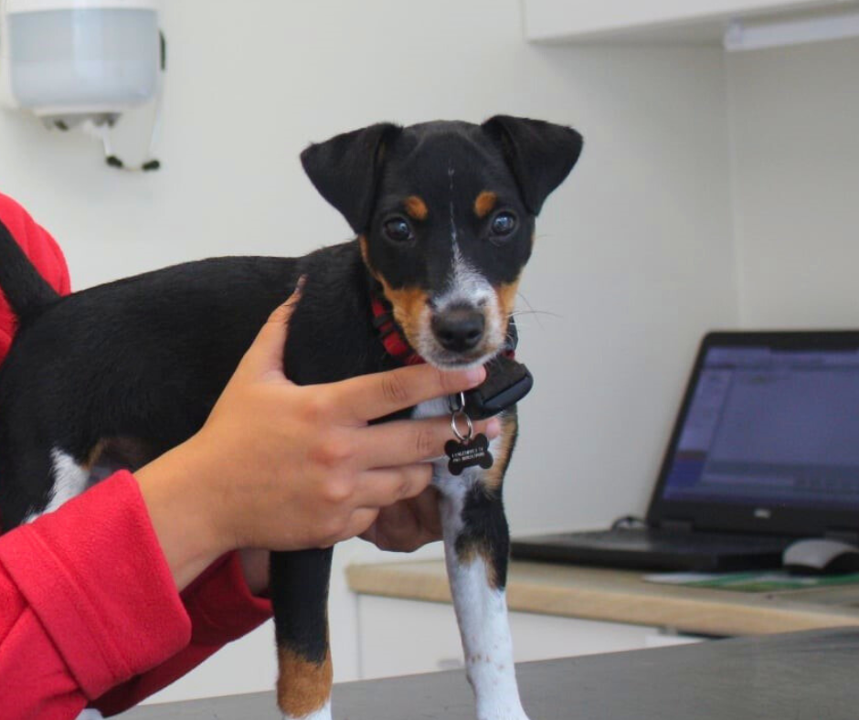 The veterinary clinic
